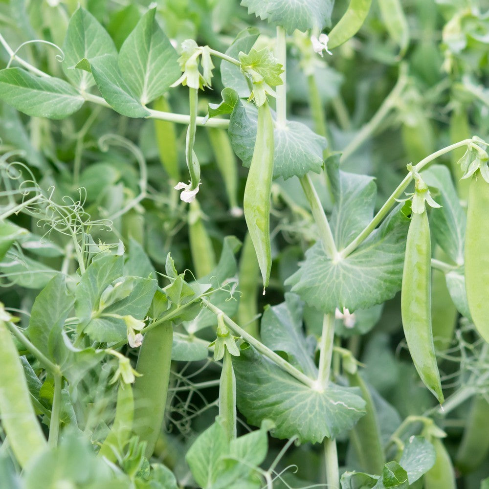 Botanical Interests Little Marvel Shelling Pea Seeds