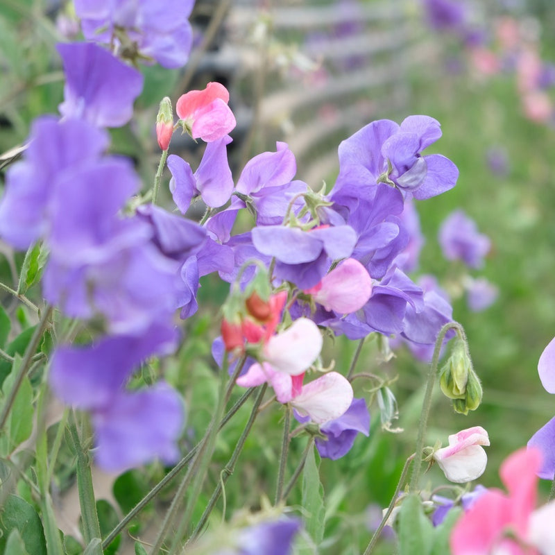 sweet pea plants for hanging baskets Little Sweetheart Sweet Pea Seeds