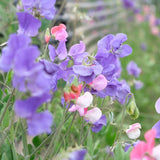 Little Sweetheart Sweet Pea Seeds