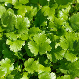 Long Standing Santo Cilantro/Coriander Seeds