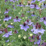 Love-In-A-Mist Delft Blue
