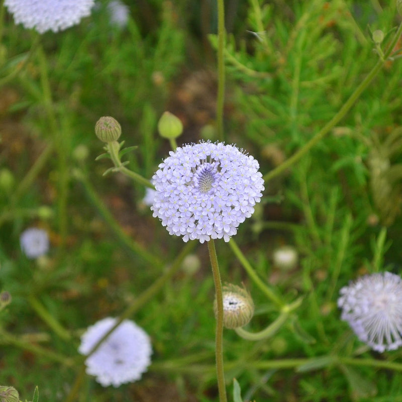 growing lace flower from seed Madonna Blend Lace Flower Seeds – Epic Gardening