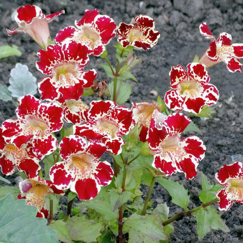 Magic Mix Monkey Flower Seeds
