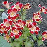 Magic Mix Monkey Flower Seeds