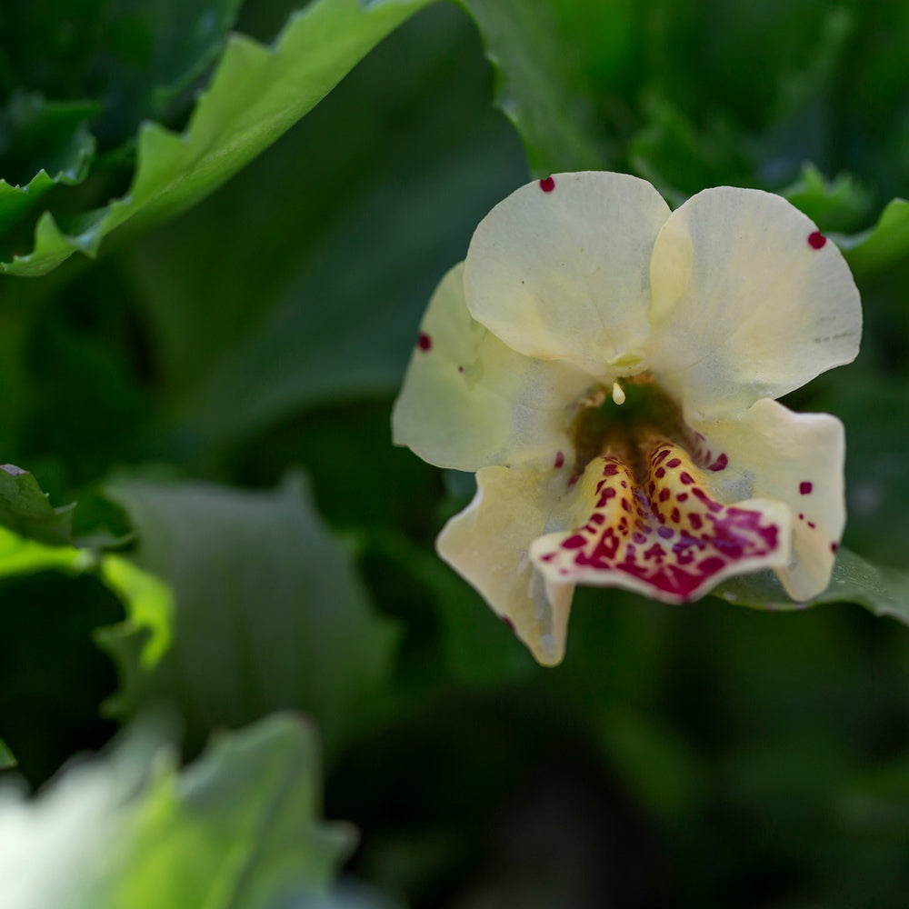 Magic Mix Monkey Flower Seeds – Epic Gardening
