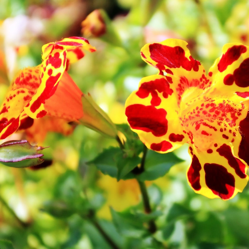 Magic Mix Monkey Flower Seeds – Epic Gardening