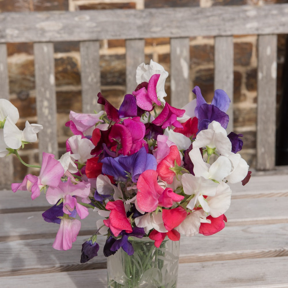 Mammoth Blend Sweet Pea Seeds