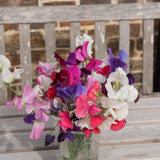 Mammoth Blend Sweet Pea Seeds