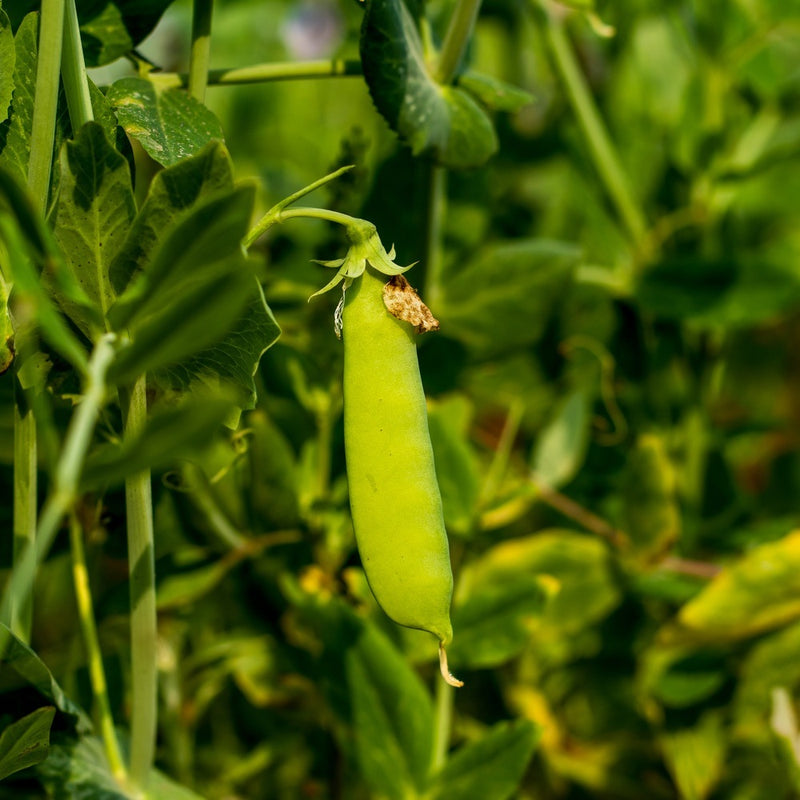 Mammoth Melting Snow Pea Seeds