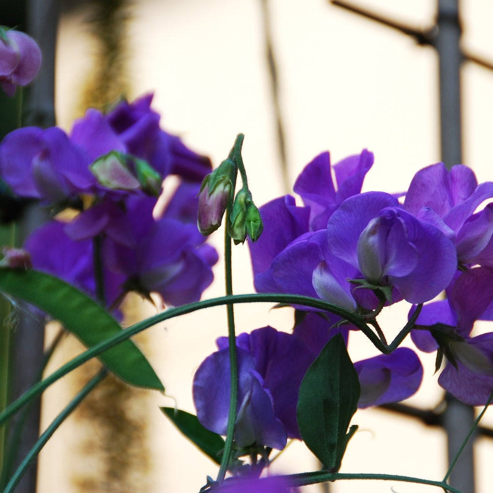 Mammoth Navy Blue Sweet Pea Seeds – Epic Gardening
