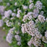 Marjoram Seeds