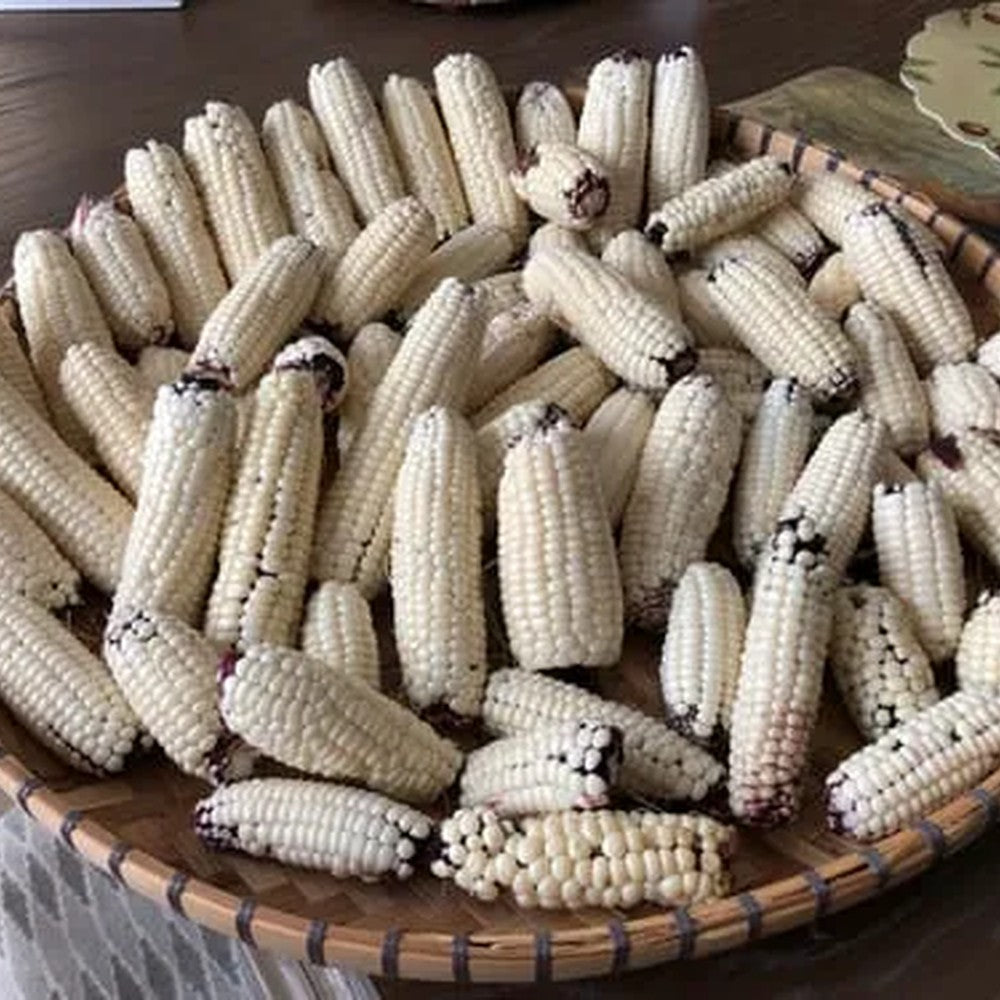 Martian Jewels Sweet Corn Seeds