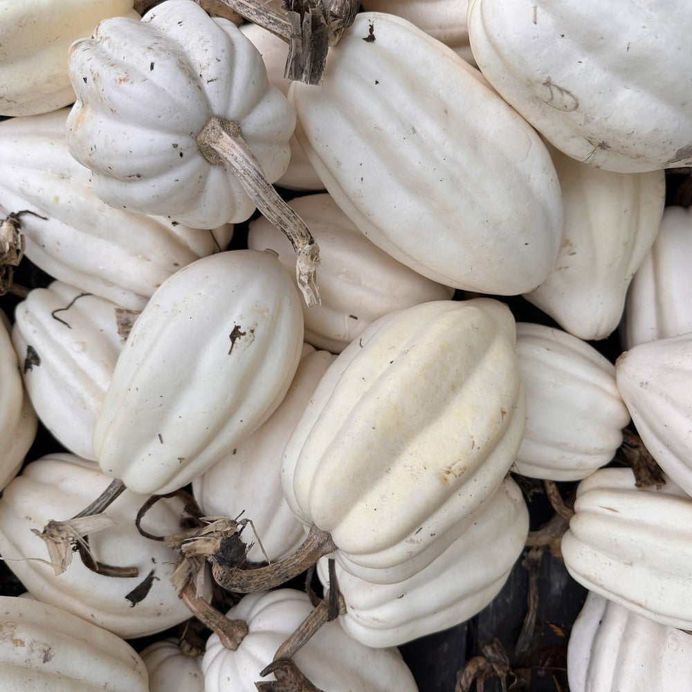 Mashed Potatoes Acorn Winter Squash Seeds – Epic Gardening