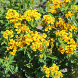 Mexican Tarragon Seeds