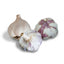 Mild Climate Garlic Bundle (Zone 9)