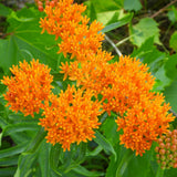 Milkweed/Butterfly Flower Seeds