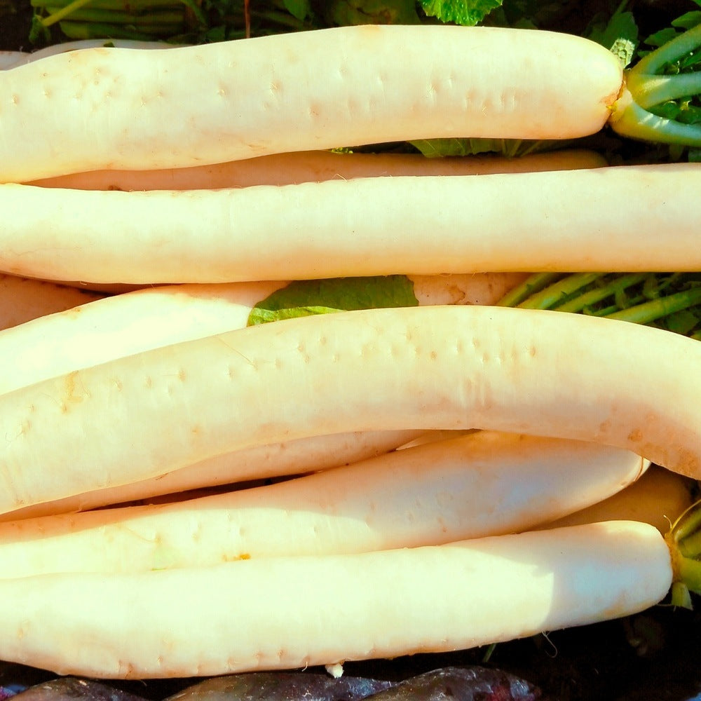 Miyashige White Daikon Radish Seeds – Epic Gardening
