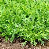 Mizuna Mustard Seeds