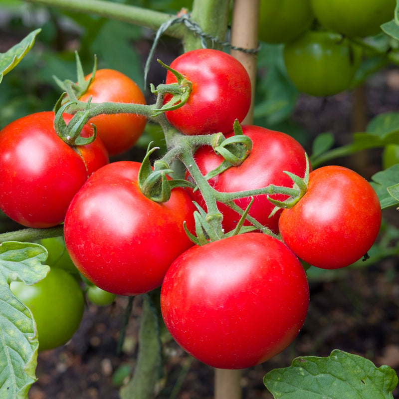 money maker plants pictures Moneymaker Pole Tomato Seeds – Epic Gardening