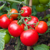 Moneymaker Pole Tomato Seeds