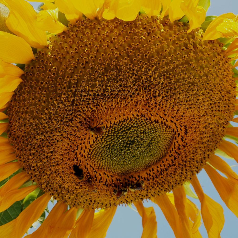 Mongolian Giant Sunflower Seeds