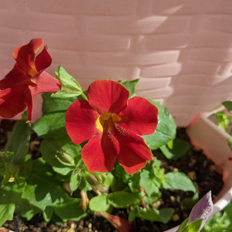 magic seed plant Magic Mix Monkey Flower Seeds