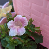 Magic Mix Monkey Flower Seeds