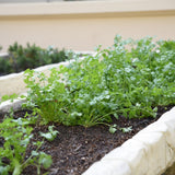 Moroccan Cilantro/Coriander