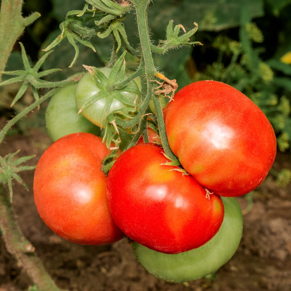 Moskvich Pole Tomato Seeds – Epic Gardening