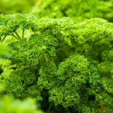 Moss Curled Parsley Seeds