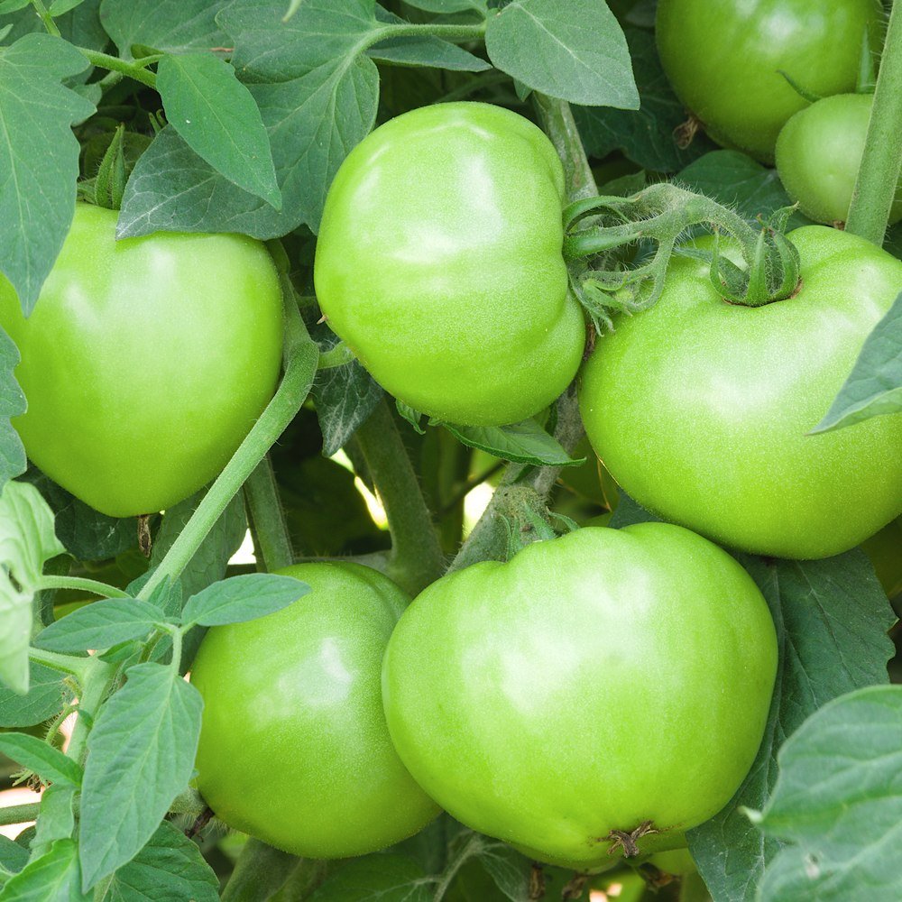 Mountain Merit Bush Tomato Seeds – Epic Gardening