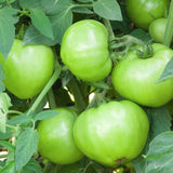 Mountain Merit Bush Tomato Seeds