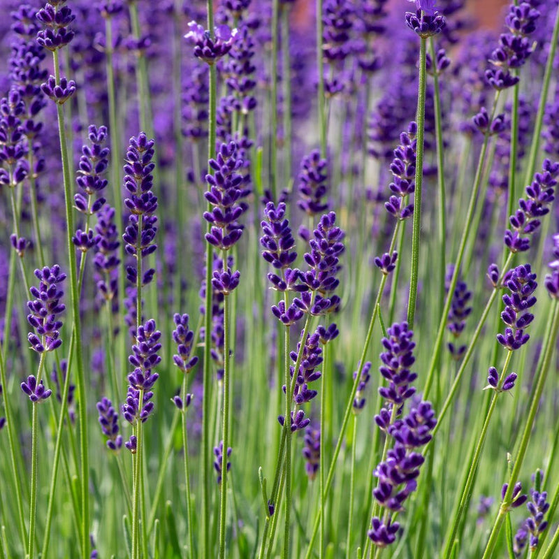 lavender munstead plug plants Munstead Lavender Seeds – Epic Gardening