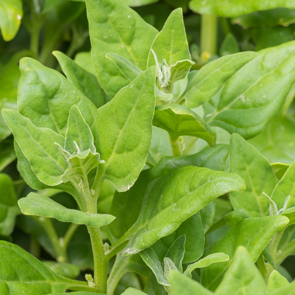 New Zealand Spinach Seeds