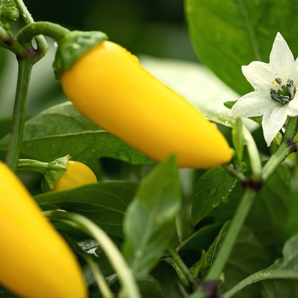 NuMex Lemon Spice Jalapeño Chile Pepper Seeds – Epic Gardening