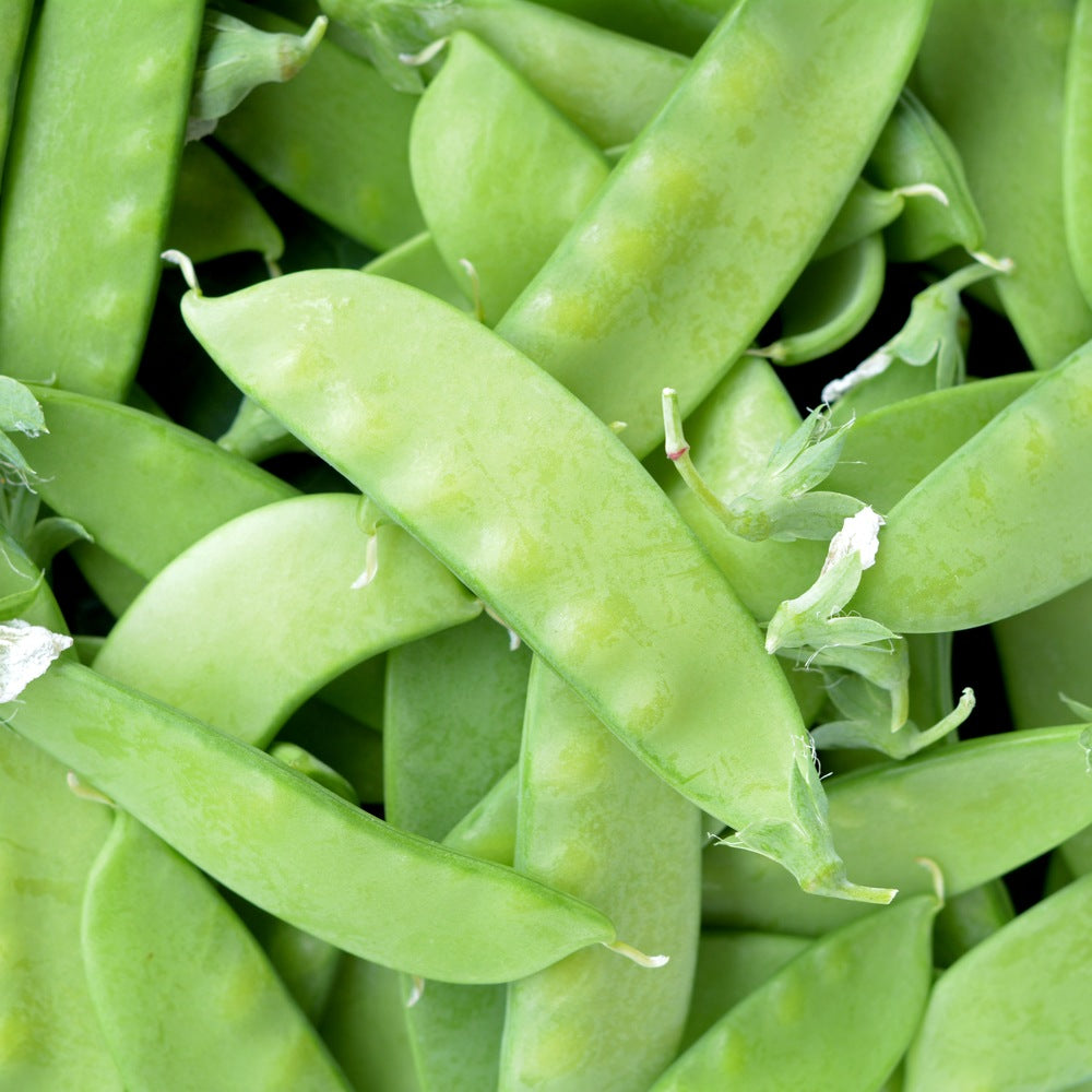 Botanical Interests Oregon Sugar Pod II Snow Pea Seeds