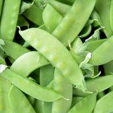Oregon Sugar Pod II Snow Pea Seeds
