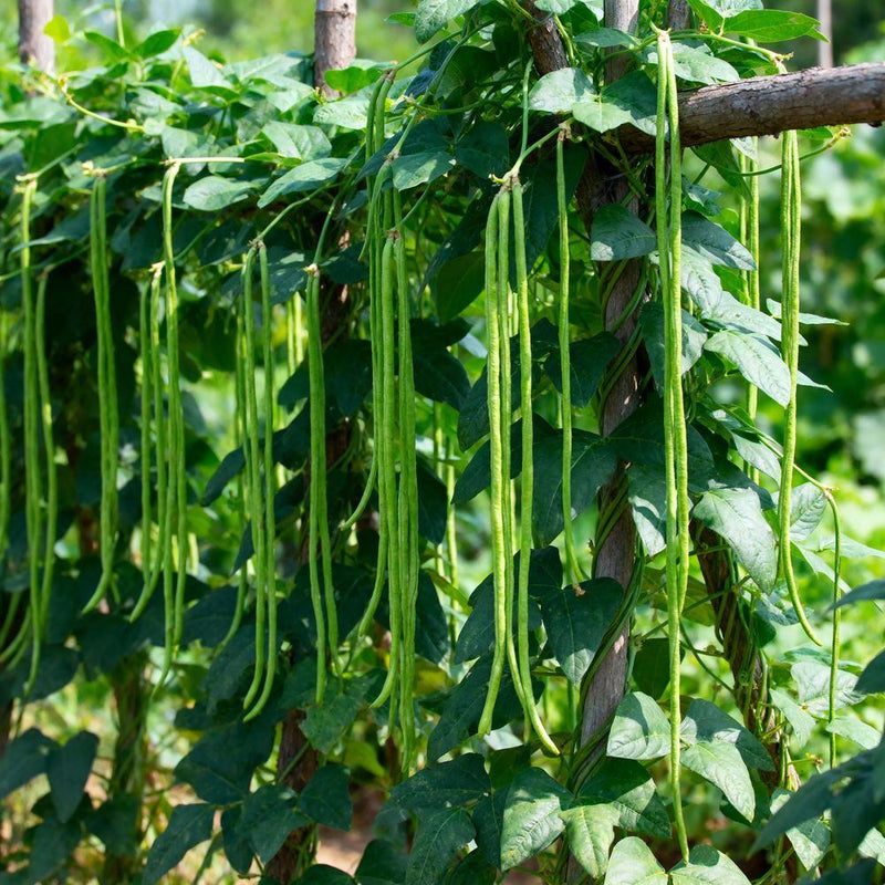 plant green beans from seed Orient Wonder Pole Yard Long Bean Seeds – Epic Gardening
