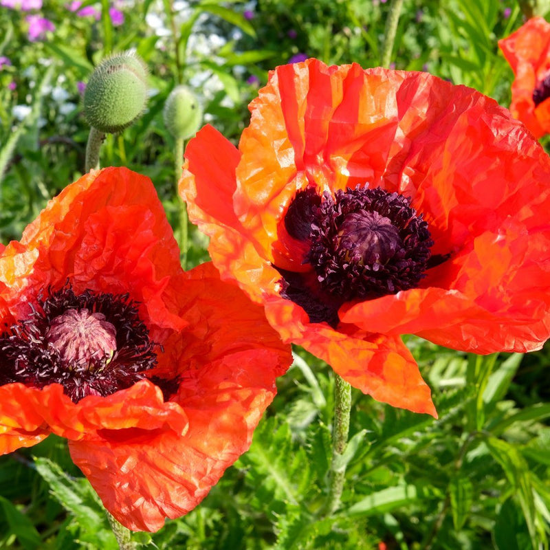poppy seeds planting fall Brilliant Oriental Poppy Seeds