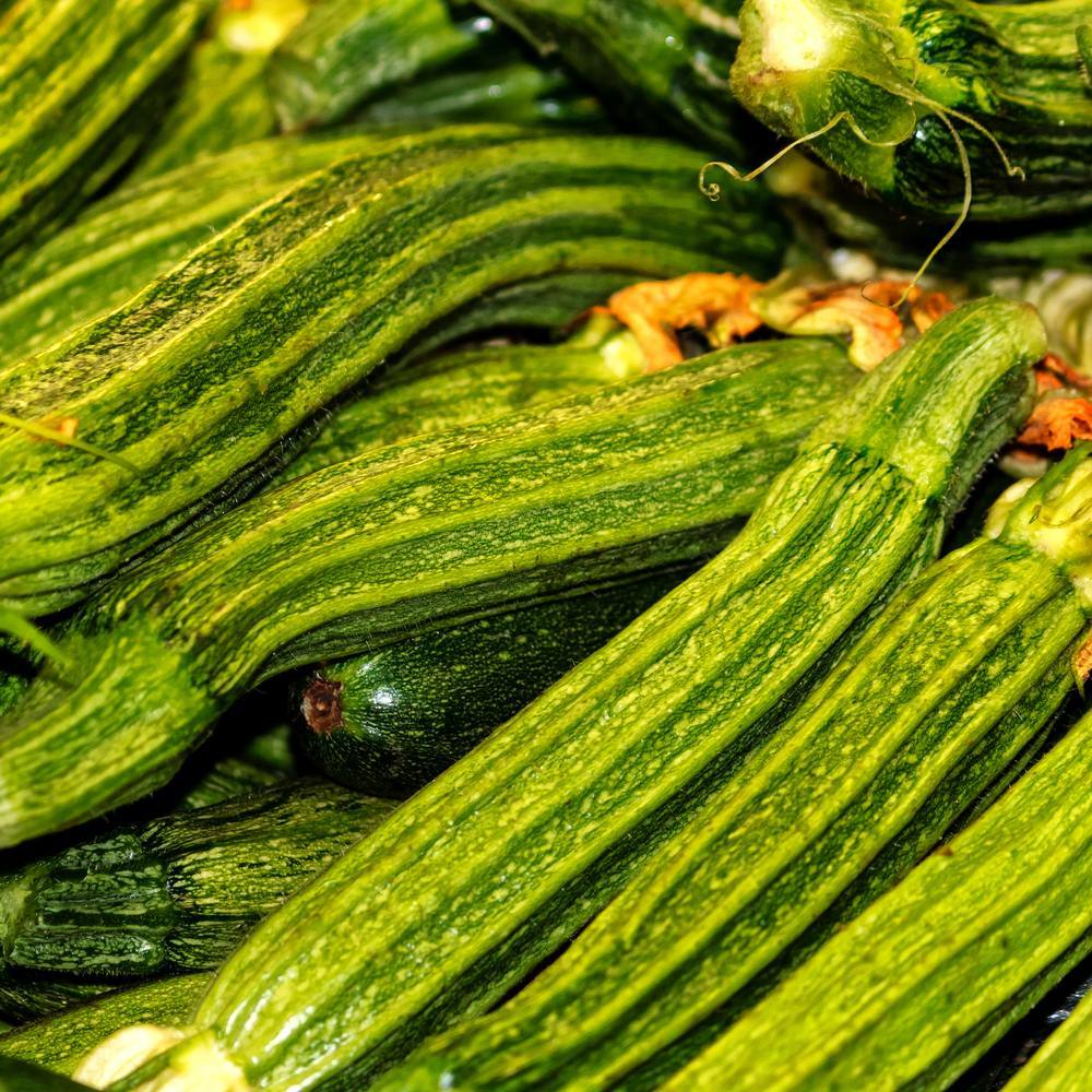 Costata Romanesco Summer Squash Seeds
