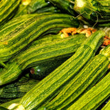 Costata Romanesco Summer Squash Seeds