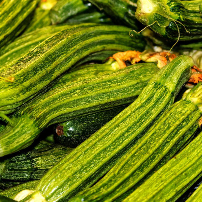 Costata Romanesco Summer Squash Seeds