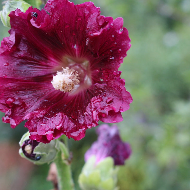 Outhouse Hollyhock Seeds