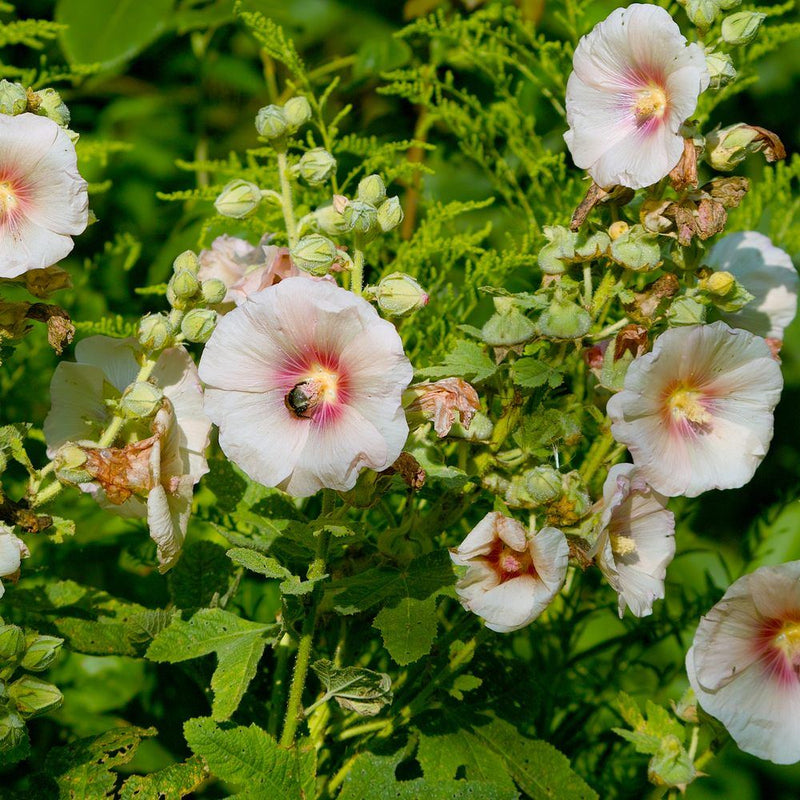 planting hollyhock seeds in fall Outhouse Hollyhock Seeds