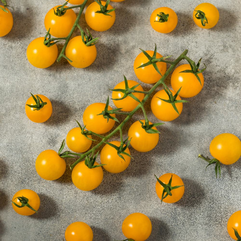 Patio Choice Yellow Bush Cherry Tomato Seeds