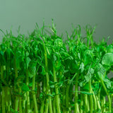 Pea Shoots Baby Greens Seeds