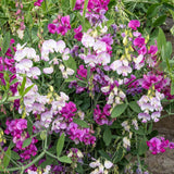 Perennial Blend Sweet Pea Seeds