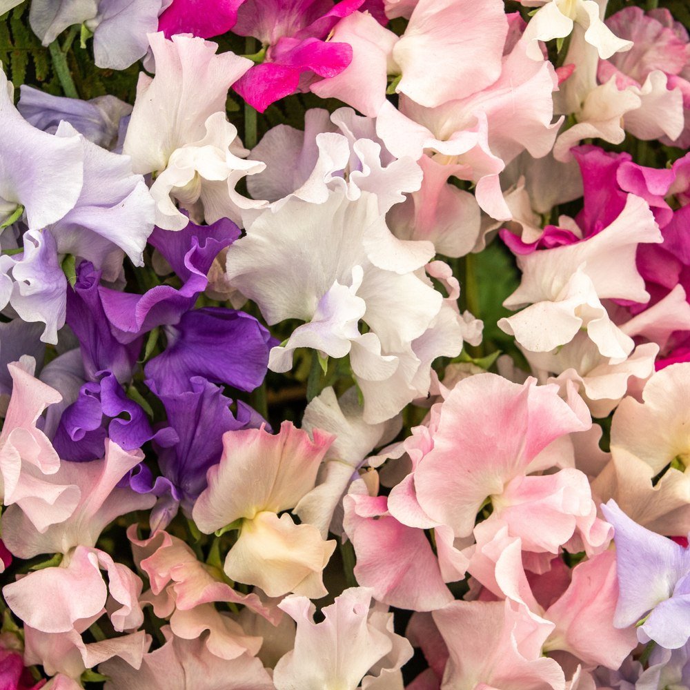 Perfume Delight Sweet Pea Seeds