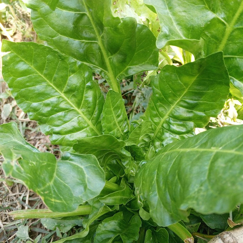 spinach plant with seeds Perpetual Spinach Swiss Chard Seeds