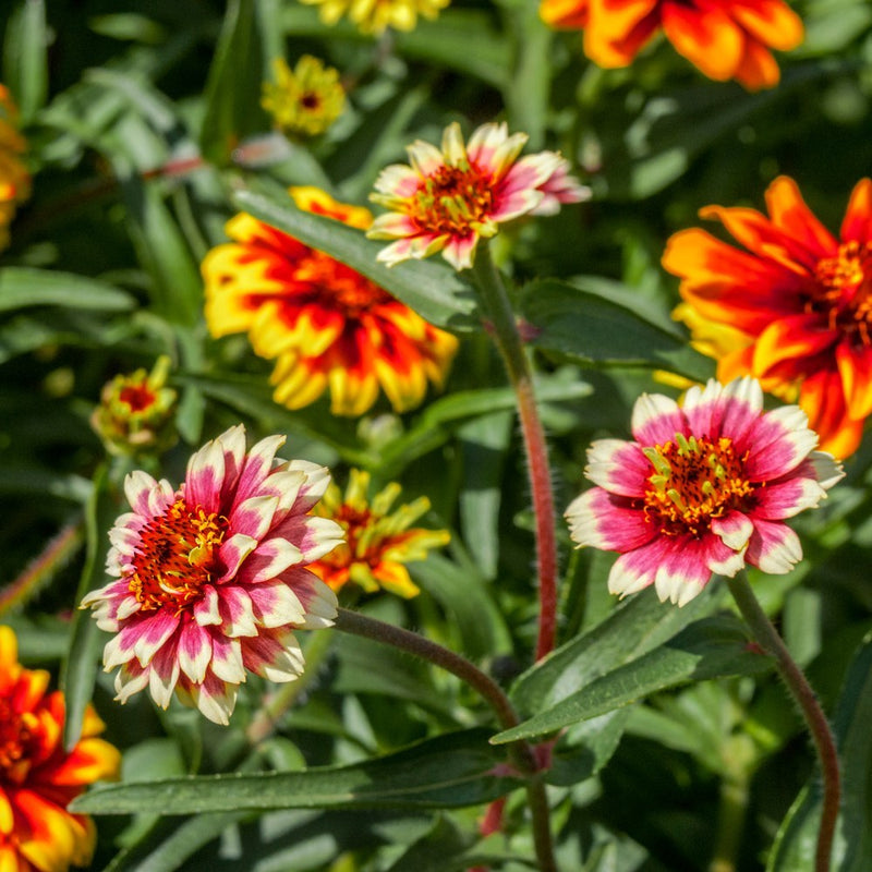 Persian Carpet Zinnia Seeds